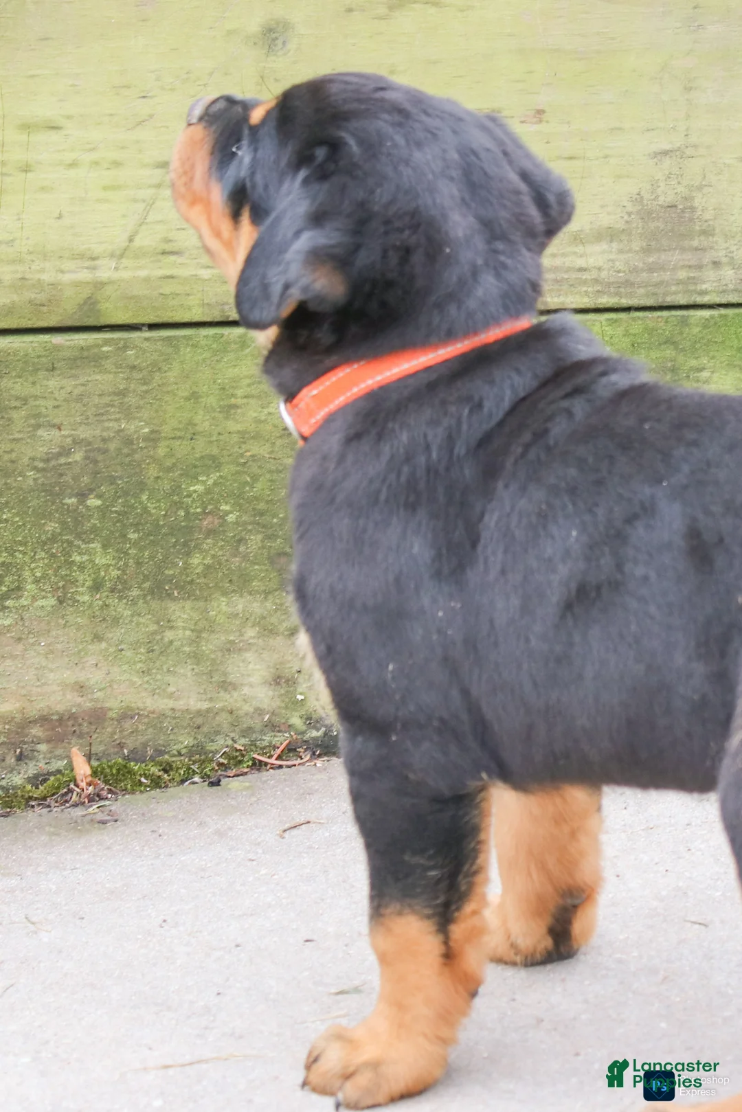 Rottweiler dogs for sale: Farley - Ad 2