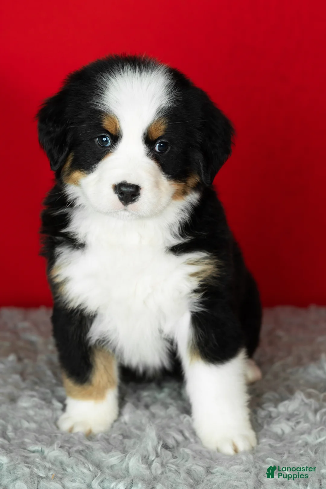 Bernese Mountain Dog dogs for sale: Sarge - Ad 2