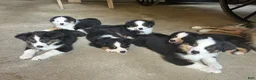 Miniature Australian Shepherd dogs for sale: Sunny  - Ad 6