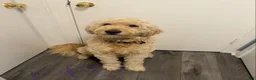 Goldendoodle dogs for sale: Lily - Ad 7