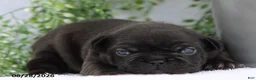 French Bulldog dogs for sale: Darcy - Ad 1