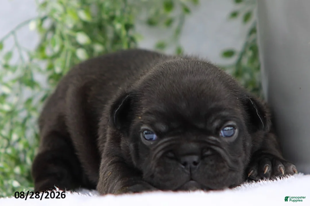 French Bulldog dogs for sale: Darcy - Ad 1