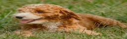Mini Goldendoodle dogs for sale: Brooke - Ad 4