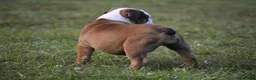 English Bulldog dogs for sale: English Bulldog 1 - Ad 5