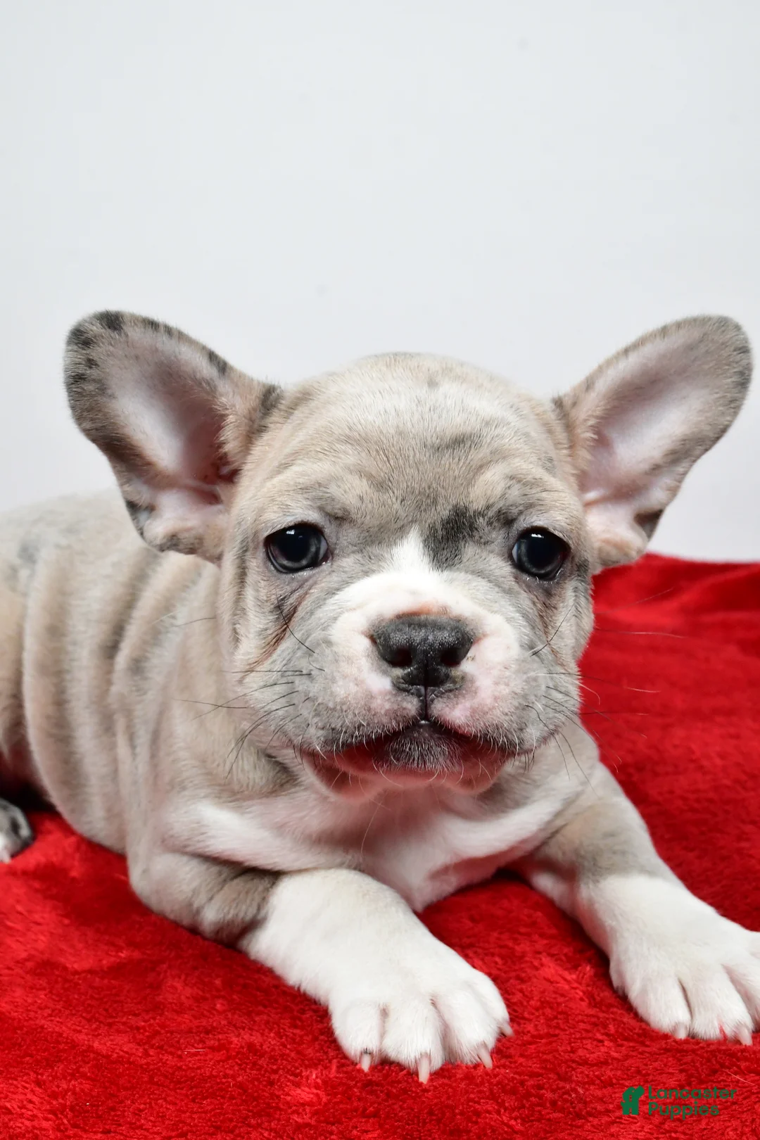 Frenchton dogs for sale: Willow  - Ad 2
