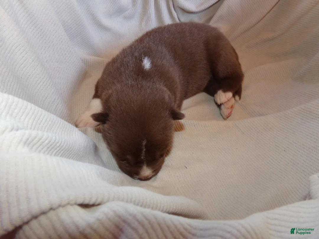 Siberian Husky dogs for sale: Siberian Husky male #8 - Ad 3