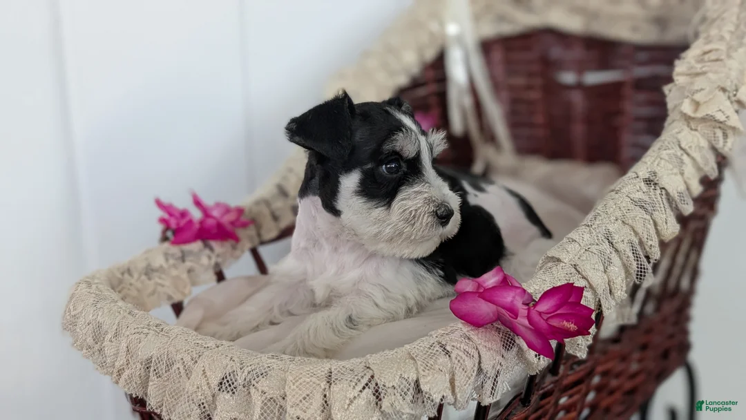 Miniature Schnauzer dogs for sale: Mason - Ad 4