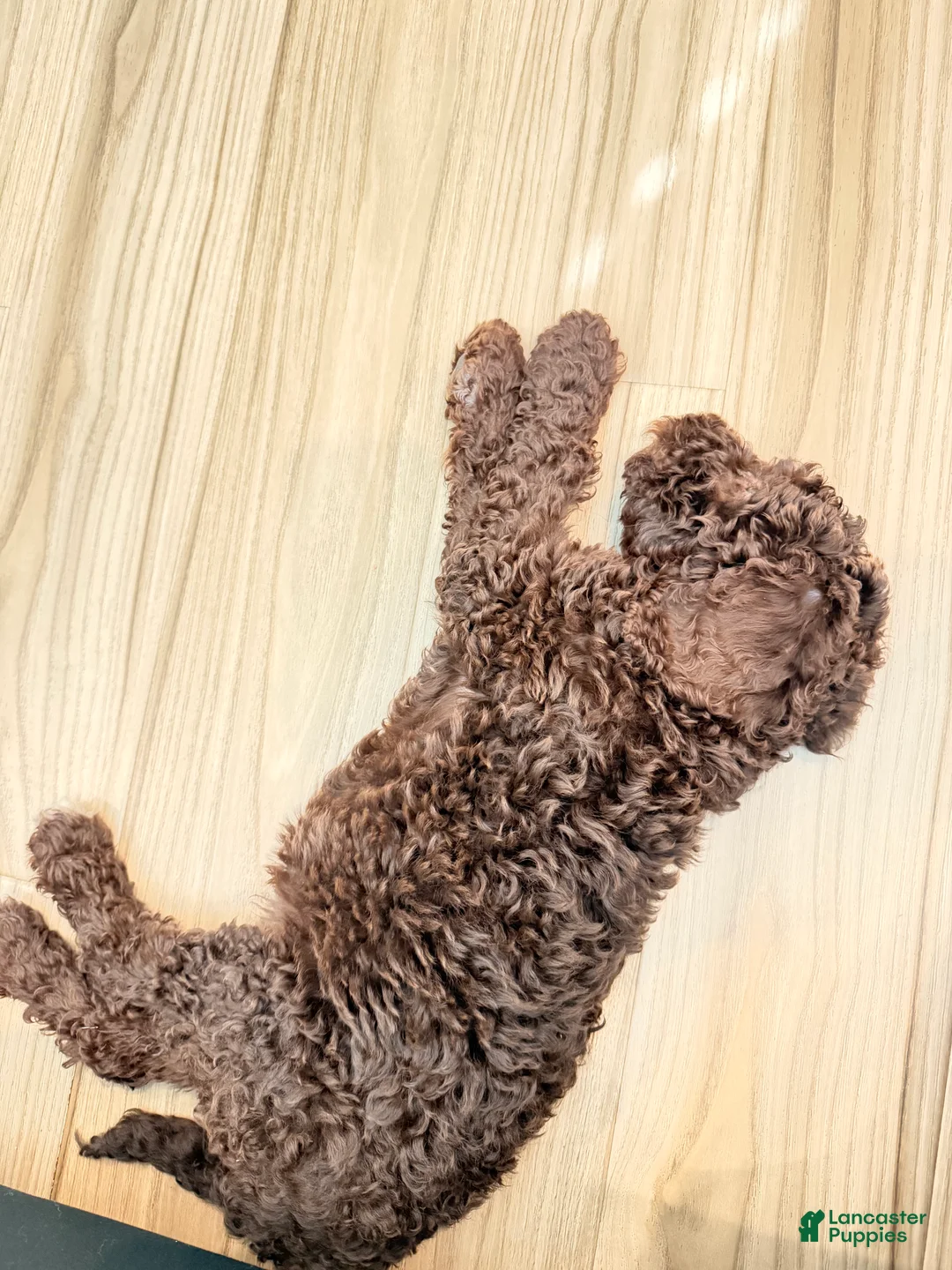 Standard Poodle dogs for sale: Standard Poodle Puppy 1 - Ad 4