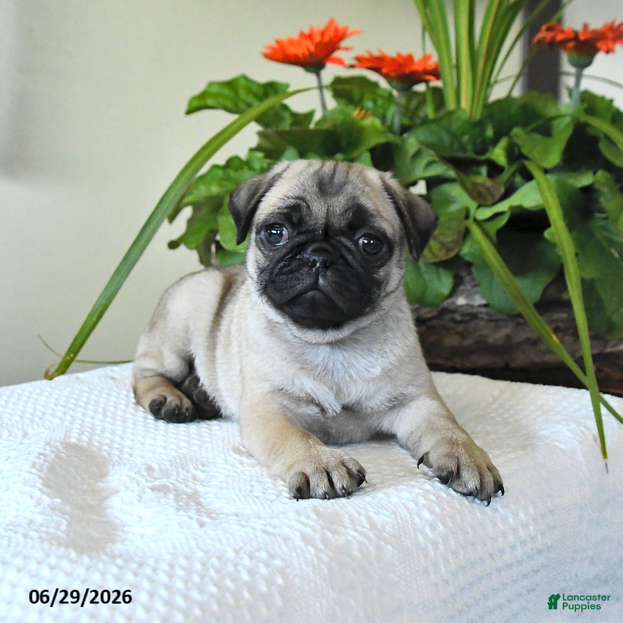 Pug dogs for sale: Tulip - Ad 1