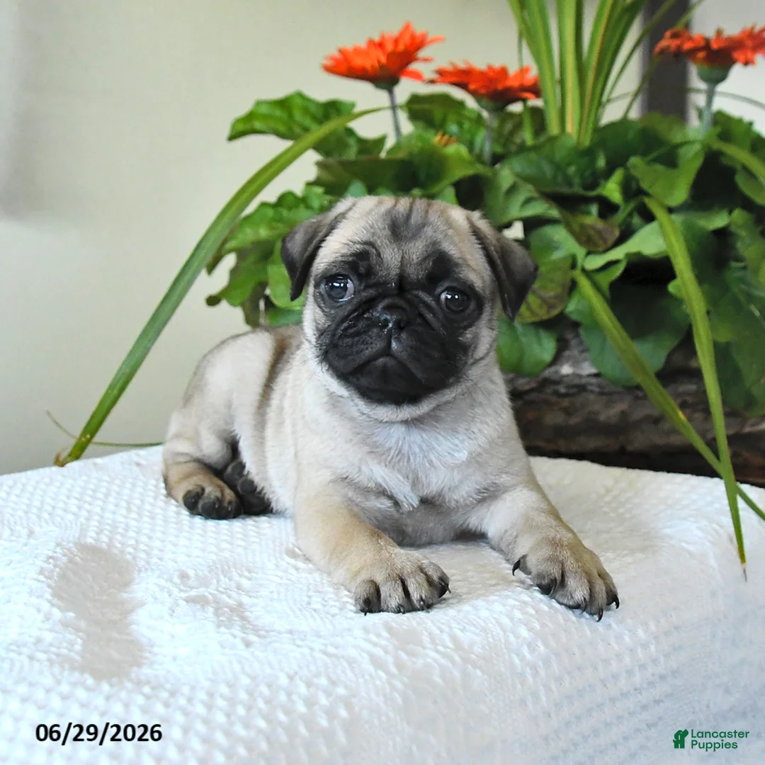 Pug dogs for sale: Tulip - Ad 1