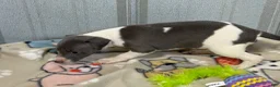 Italian Greyhound dogs for sale: Cam AKC - Ad 4