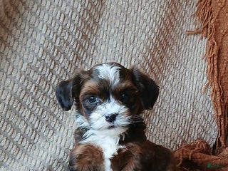 Havanese dogs - Ad 18