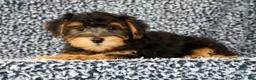 Yorkiepoo dogs for sale: Zip - Ad 3
