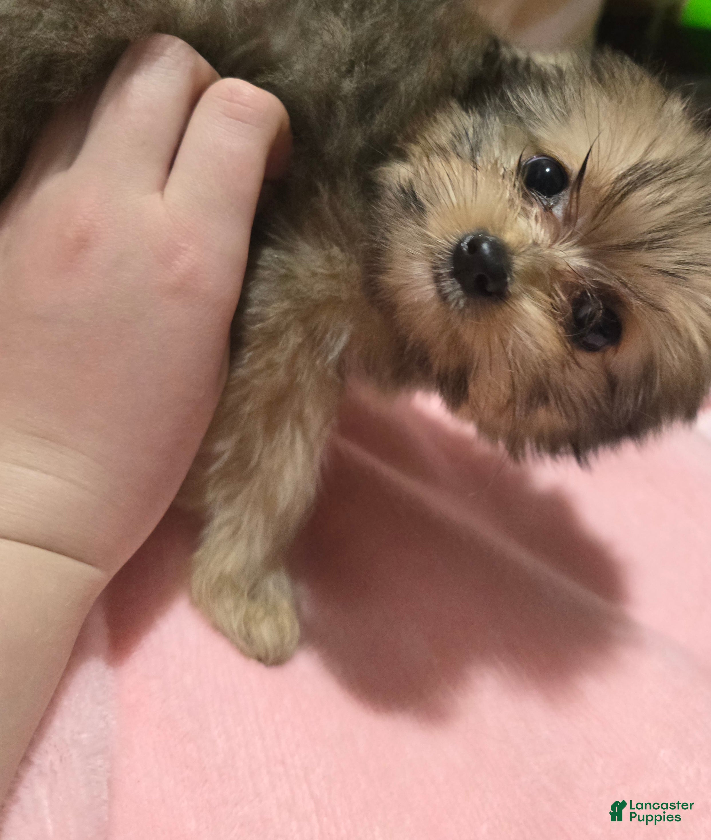 Pomeranian dogs Sally - Ad 2