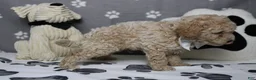 Havapoo dogs for sale: Willie  - Ad 7