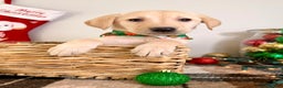 Labrador Retriever dogs for sale: Lenny - Ad 5
