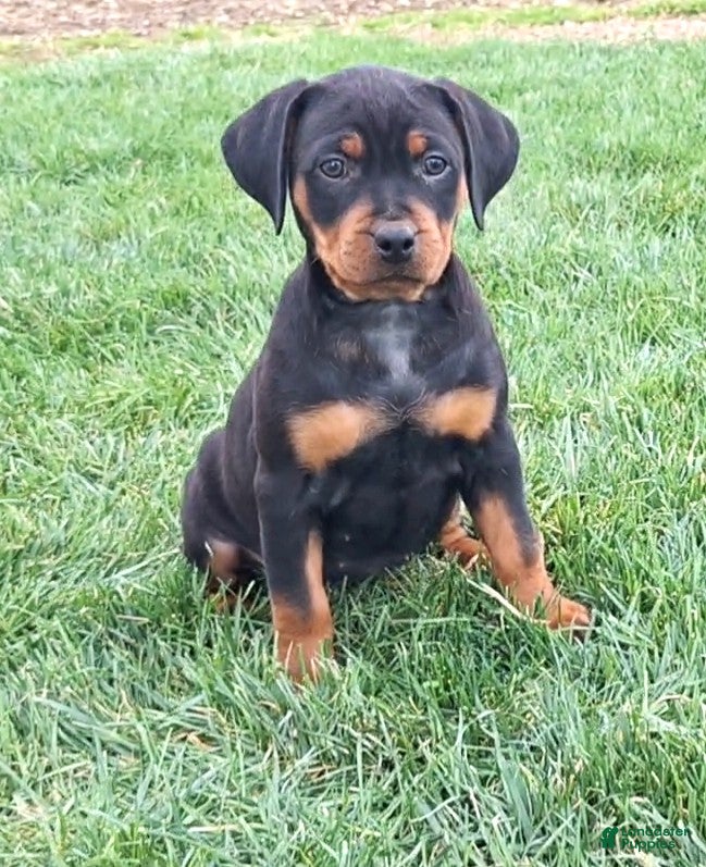 Mixed Breed dogs Sabrina - Ad 1