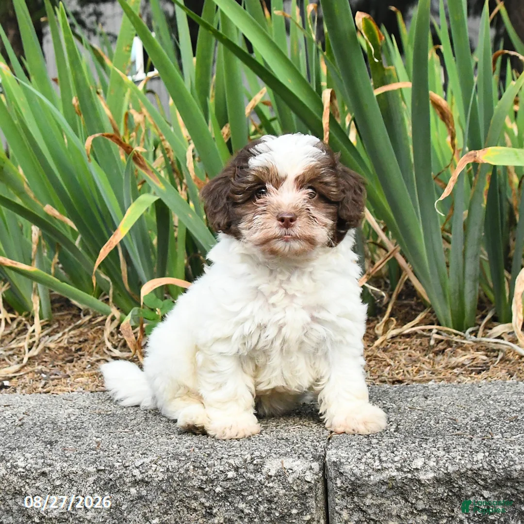 Havapoo dogs for sale: Lucy - Ad 2