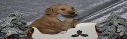 Golden Retriever dogs for sale: Frosty  - Ad 3
