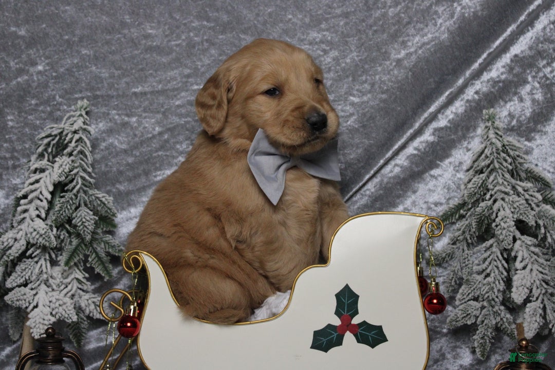 Golden Retriever dogs for sale: Frosty  - Ad 3
