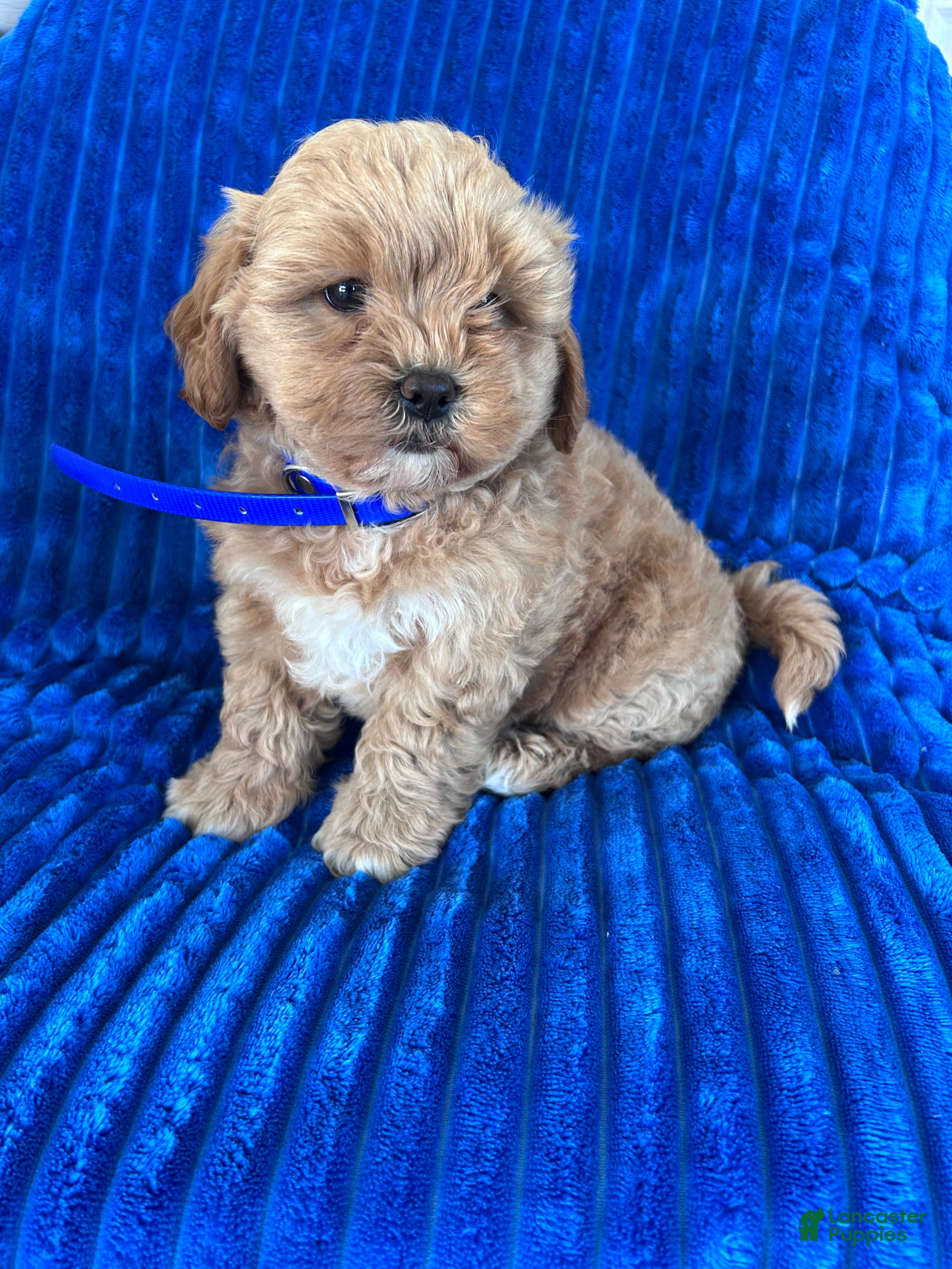 Shihpoo dogs BEA - Ad 2