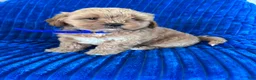 Shihpoo dogs for sale: BEA - Ad 2