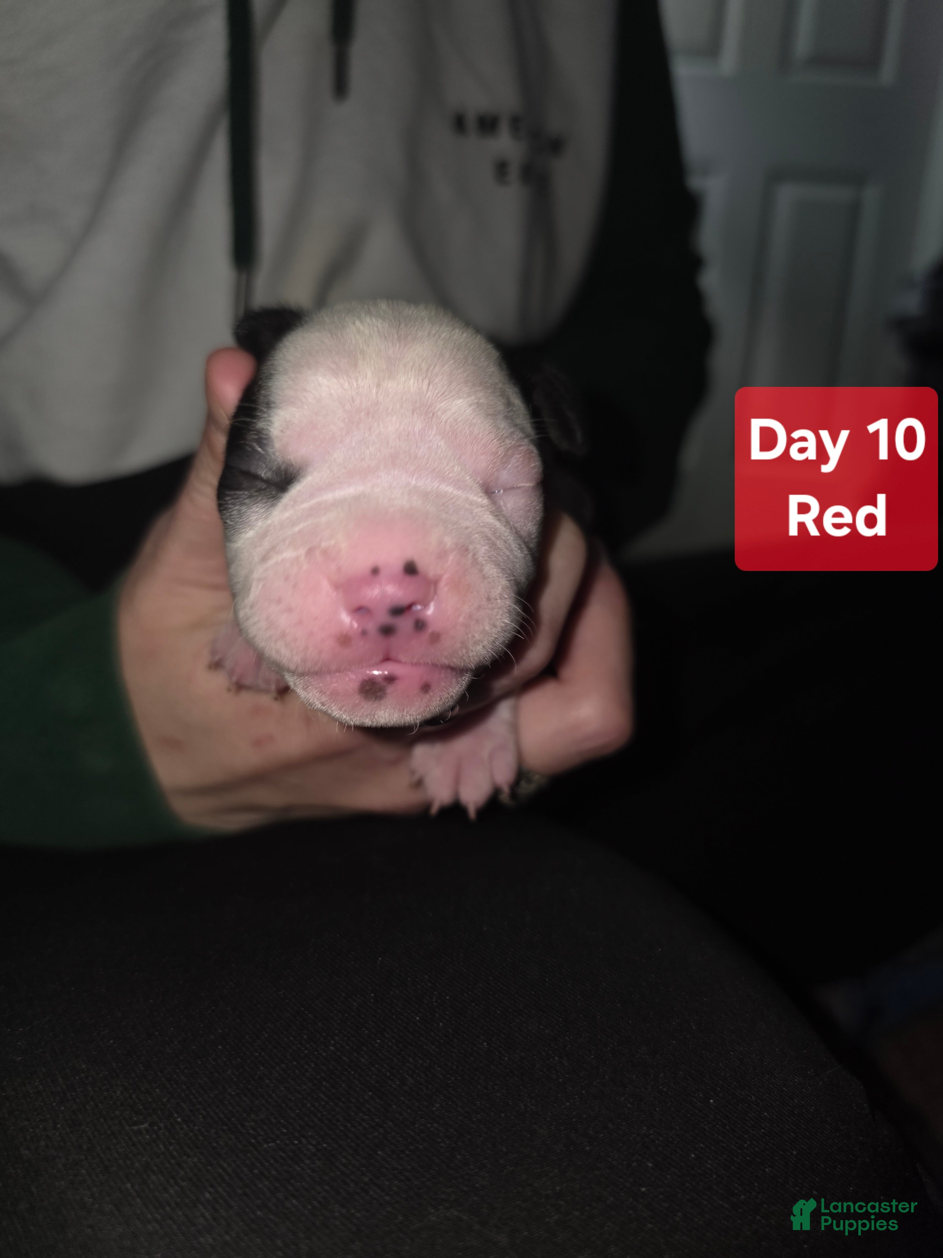 Mixed Breed dogs Red *Updated 1/28 - Ad 31