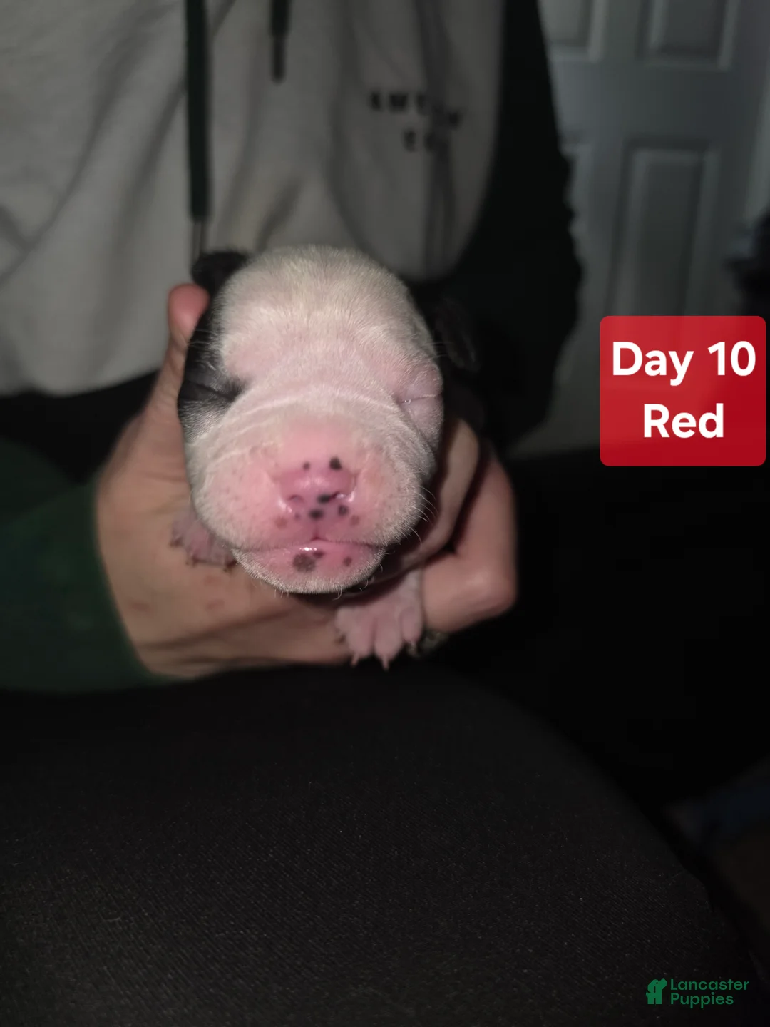 Mixed Breed dogs for sale: Red *Updated 1/28 - Ad 1