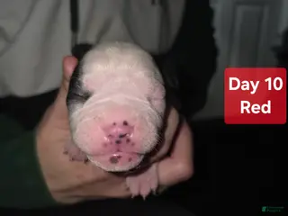 Mixed Breed dogs Red *Updated 1/28 - Ad 31