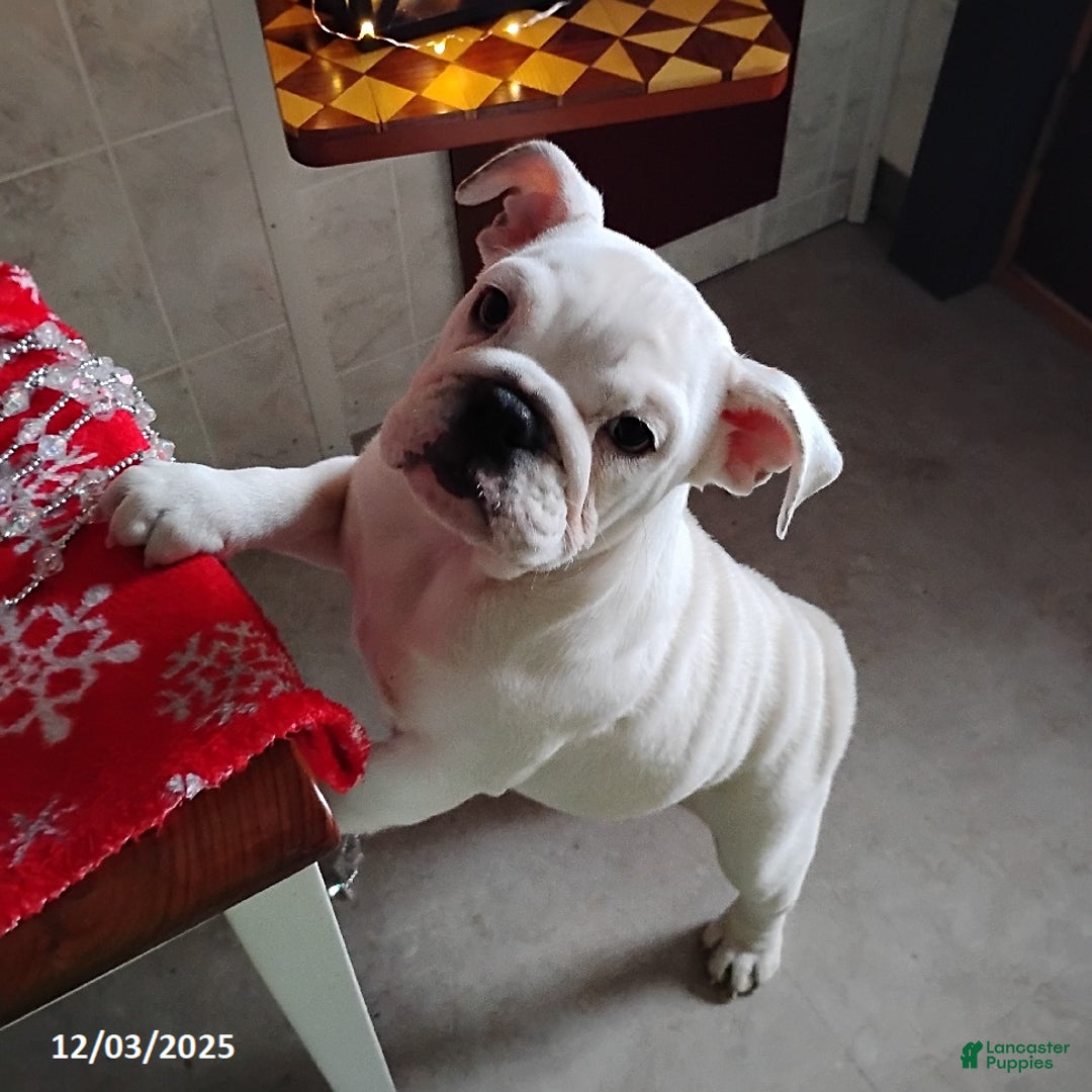 English Bulldog dogs for sale: Rayna - Ad 2