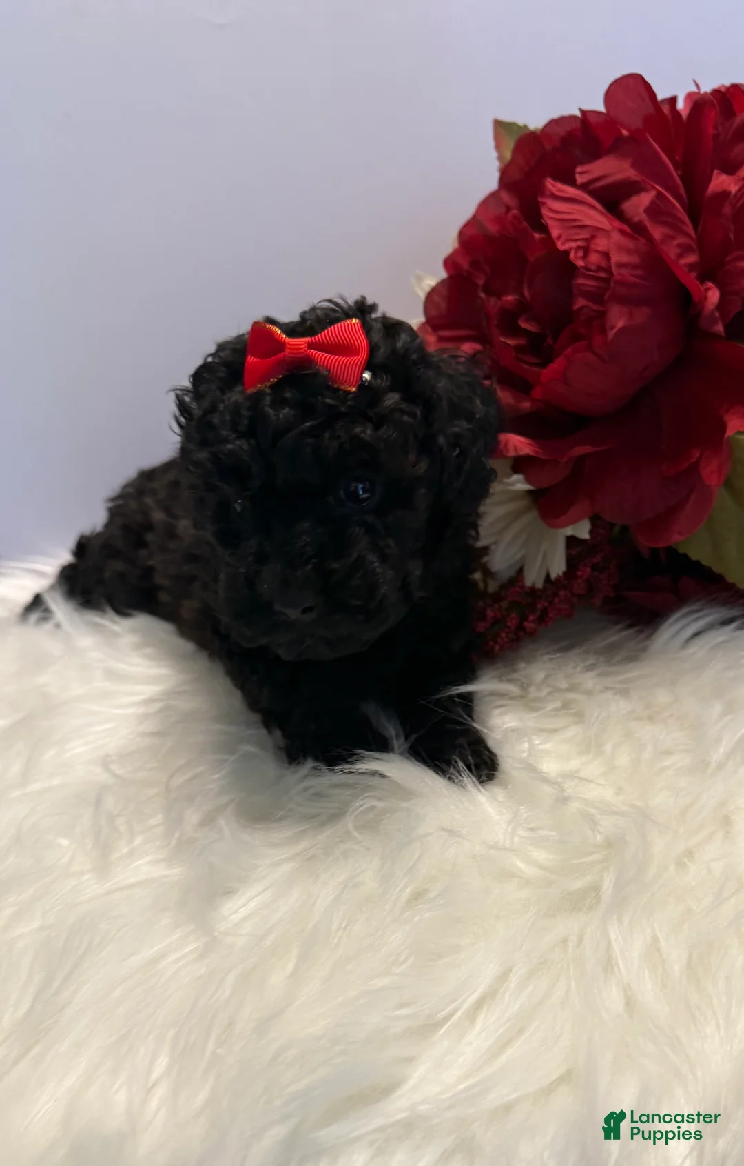Toy Poodle dogs for sale: Bella teacup - Ad 1