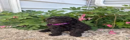 Toy Poodle dogs for sale: Raven - Ad 3