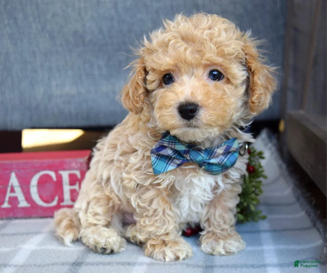 Maltipoo dogs for sale: Frankie  - Ad 13