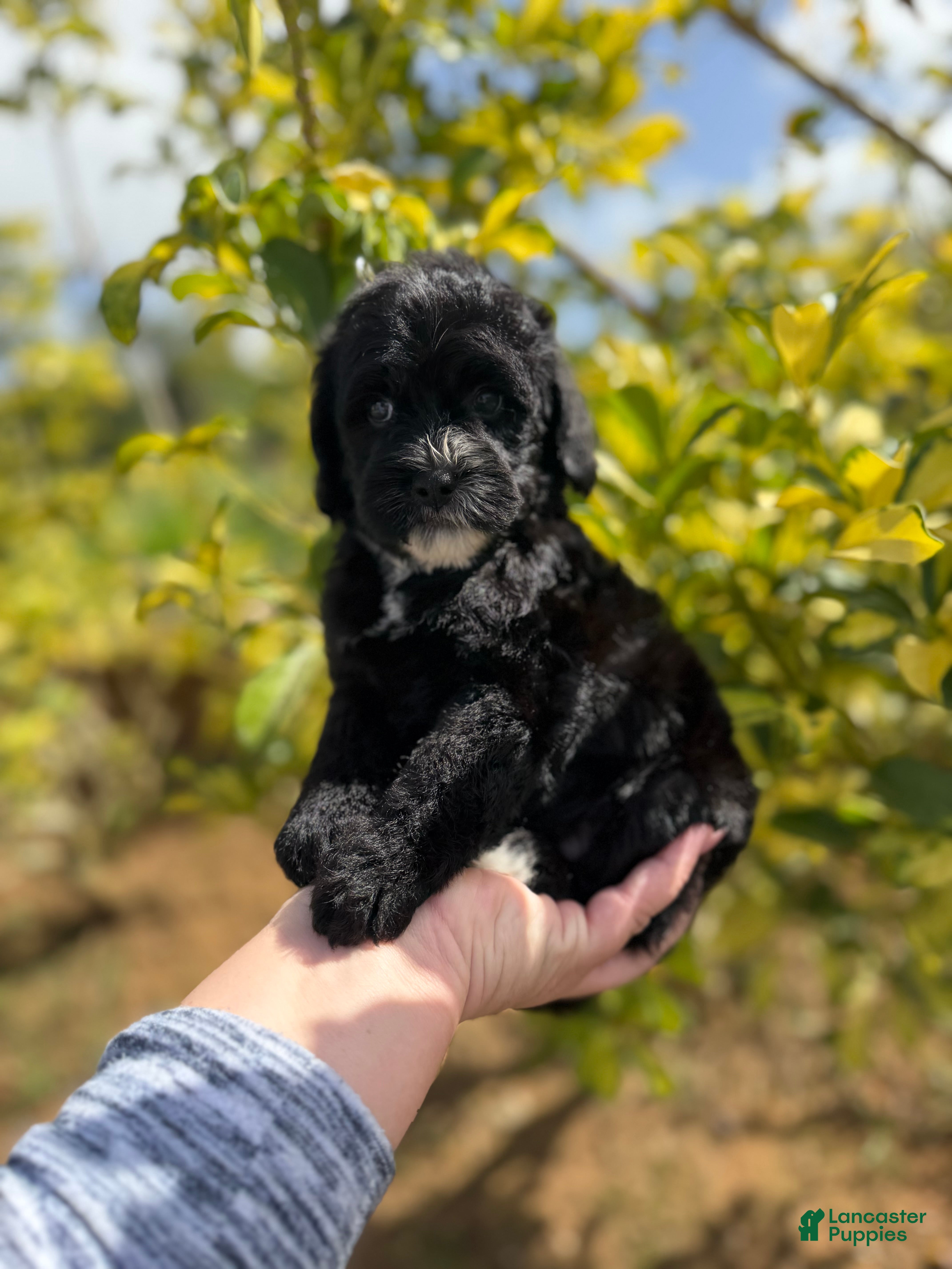 Mini Bernedoodle dogs for sale: Black Panther - Ad 2