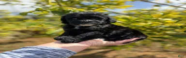Black Panther