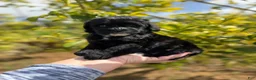 Mini Bernedoodle dogs for sale: Black Panther - Ad 1