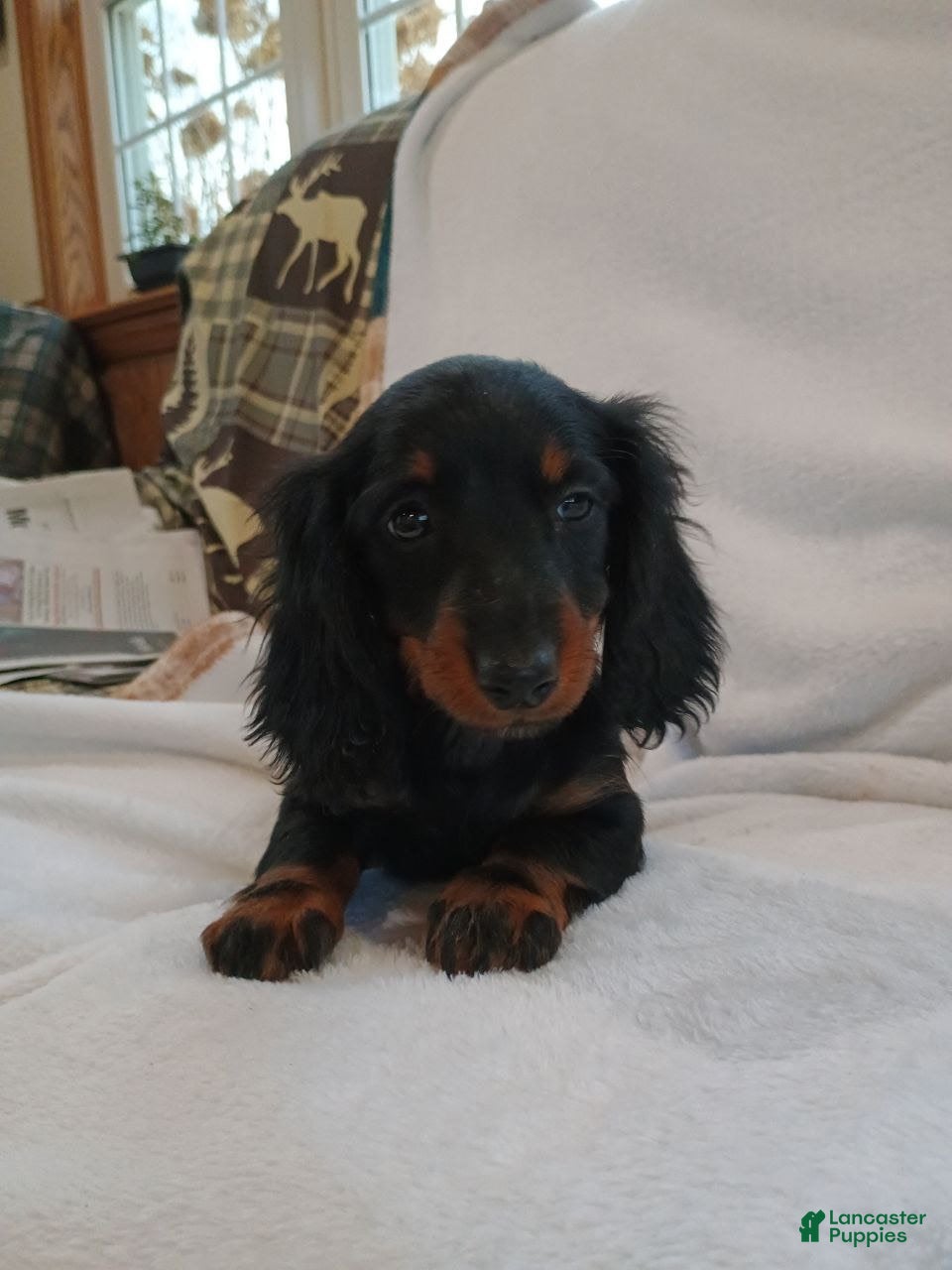 Miniature Dachshund dogs Candy  - Ad 23