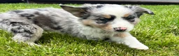 Australian Shepherd dogs for sale: Thing 1 - Ad 7