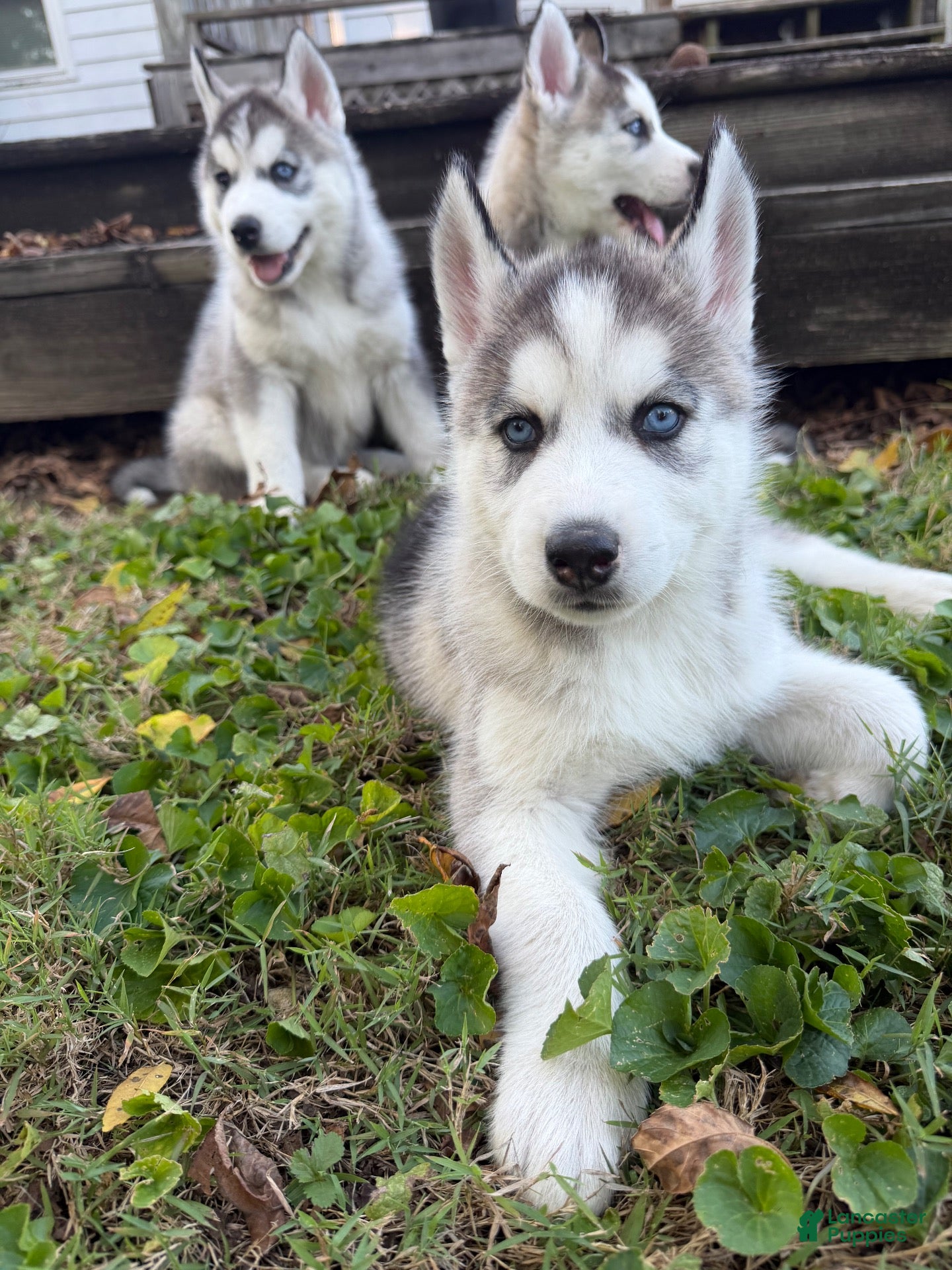 Siberian Husky dogs Zeek - Ad 41