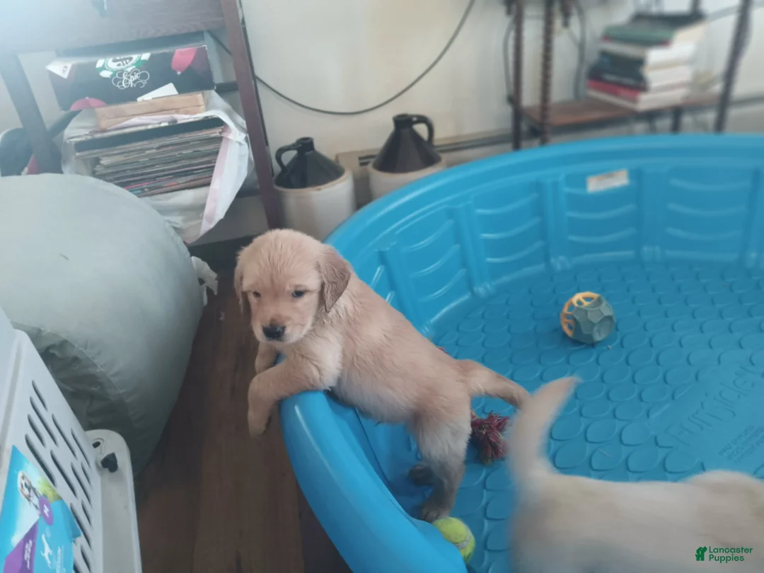 Golden Retriever dogs for sale: Bomber - Ad 1