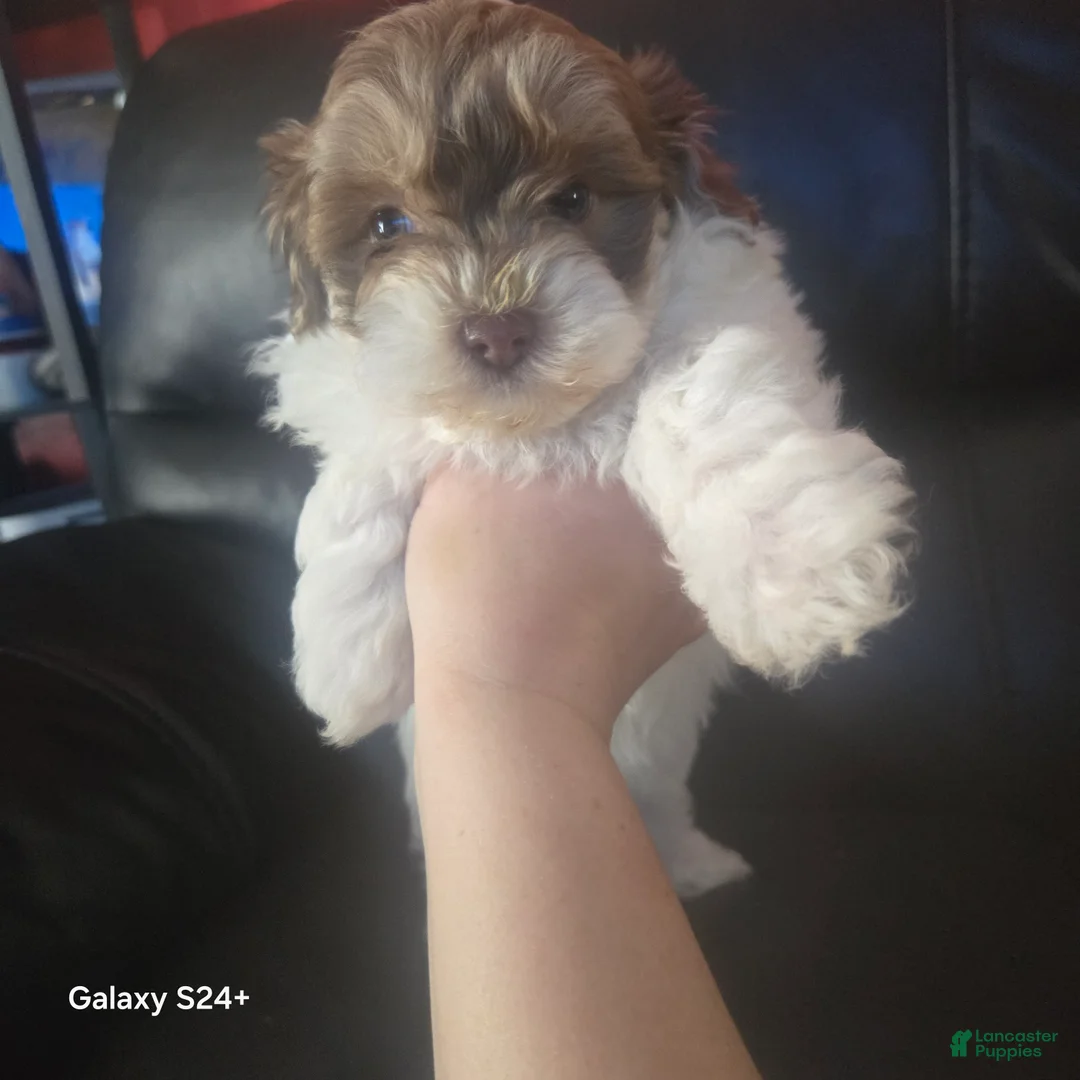 Havanese dogs for sale: Havanese Puppy 3 - Ad 1