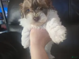 Havanese dogs Havanese Puppy 3 - Ad 2