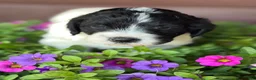 Portuguese Water Dog dogs for sale: Dot - Ad 7