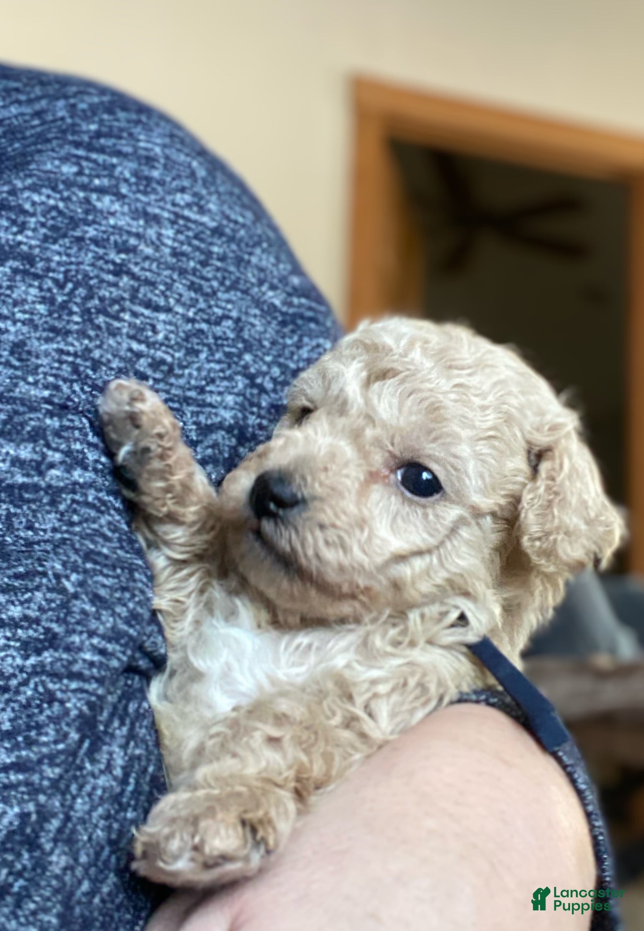 Toy Poodle dogs SWEET CAMERON  - Ad 12