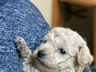 Toy Poodle dogs SWEET CAMERON - Ad 12