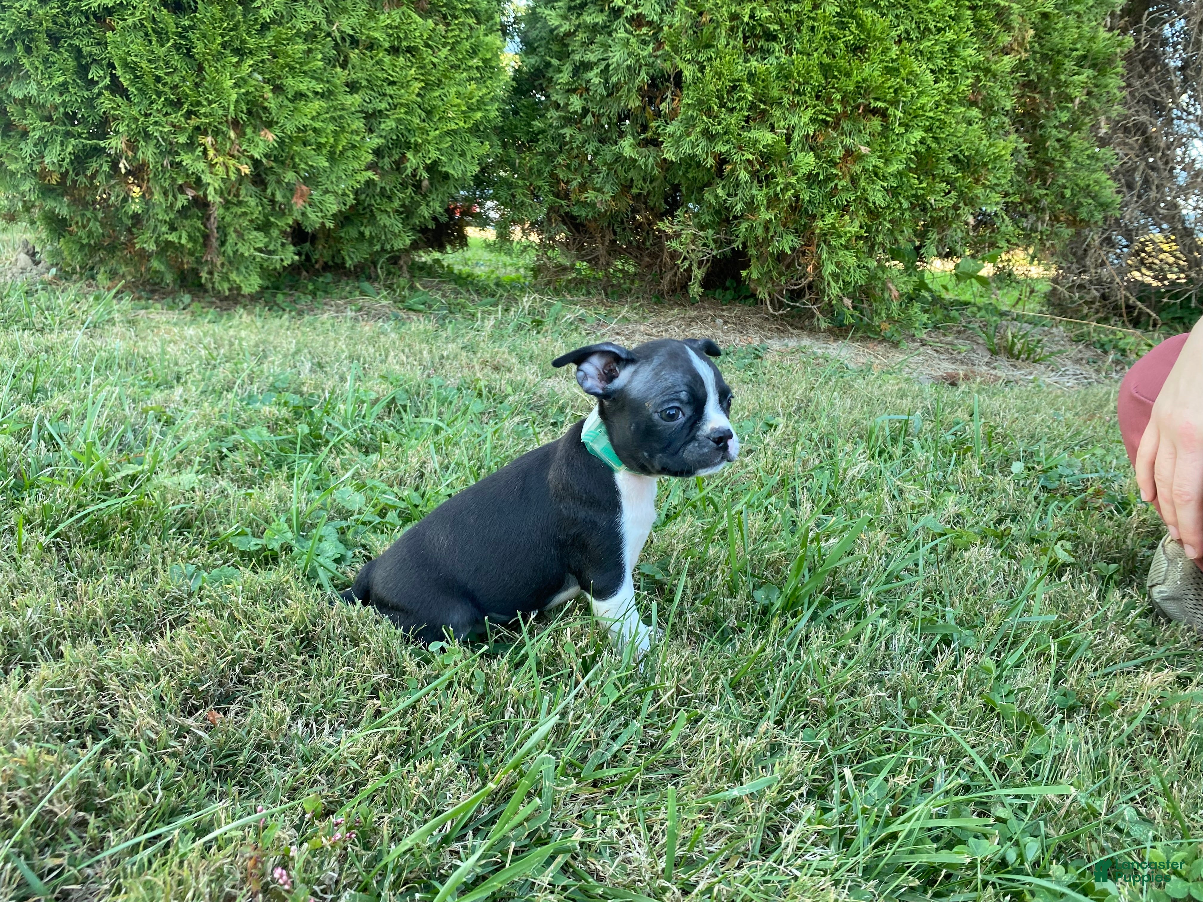 Boston Terrier dogs Lola - Ad 1