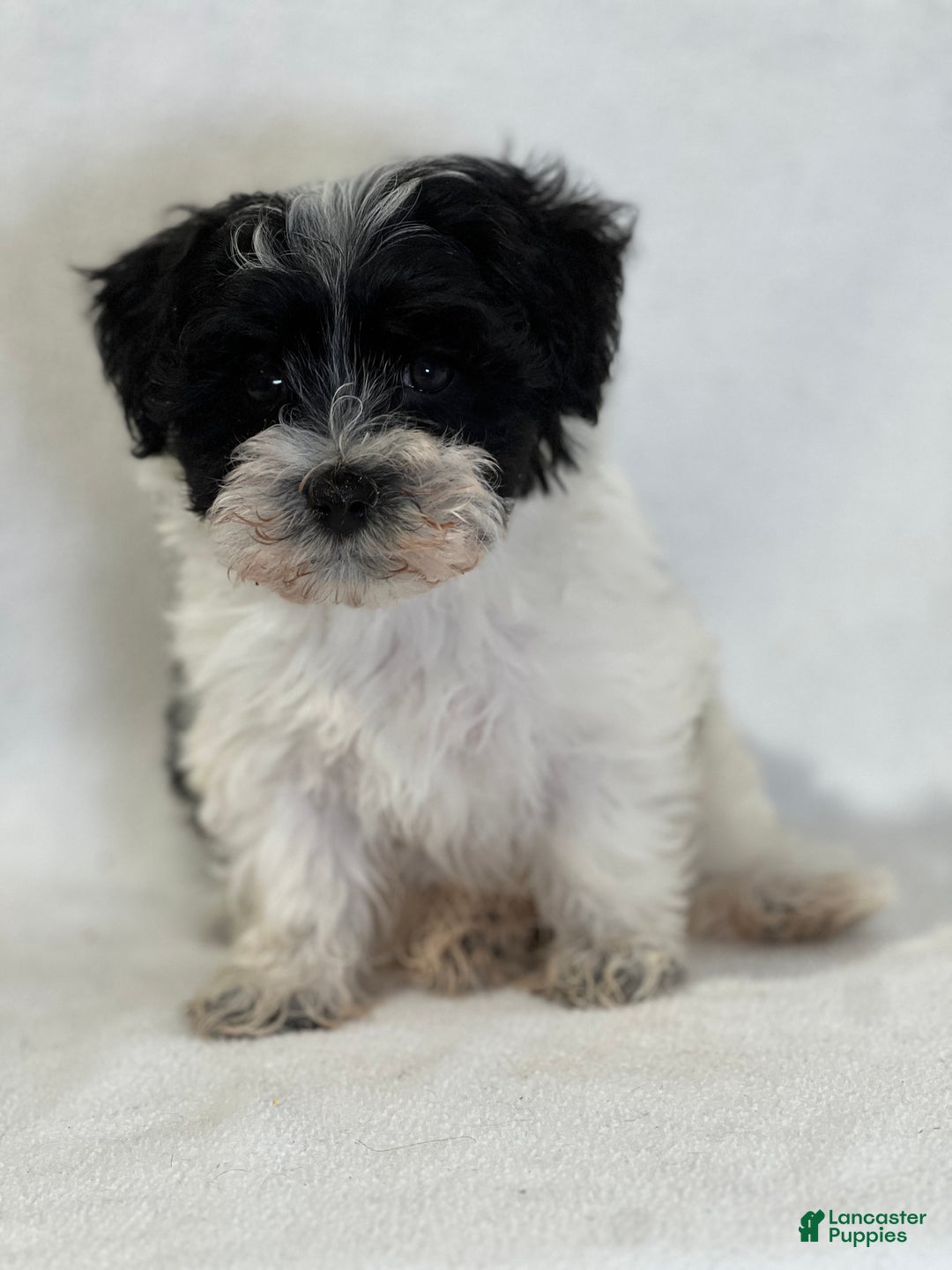 Mixed Breed dogs for sale: Hammy - Ad 2