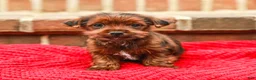 Yorkshire Terrier dogs for sale: Brownie (Small) - Ad 4
