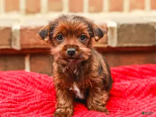 Yorkshire Terrier dogs Brownie (Small) - Ad 21