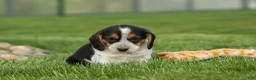 Beagle dogs for sale:  Copper 🐶 - Ad 12